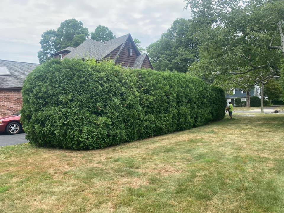Hedge trimming before