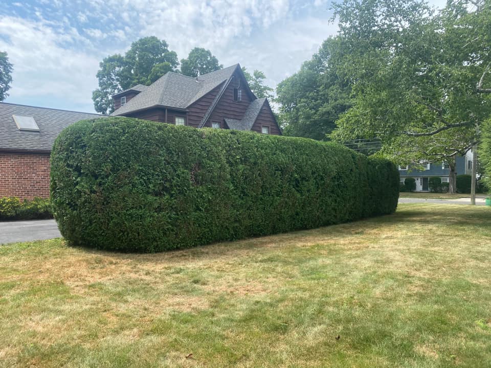 Hedge trimming after